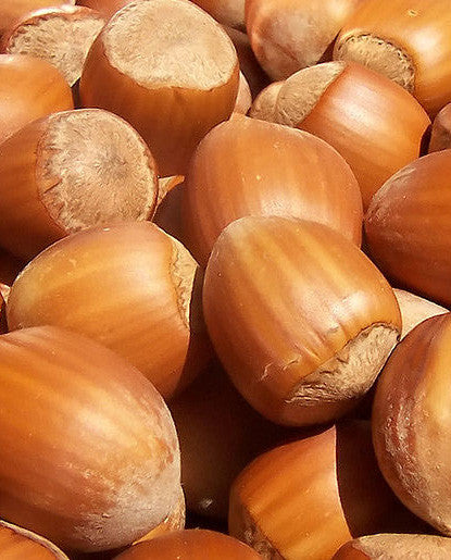 Hazelnut Flavor