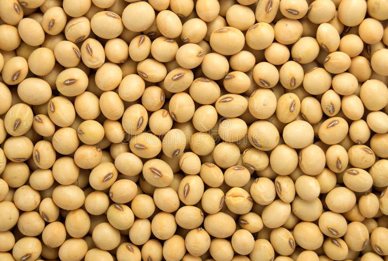 Raw Organic Soybeans